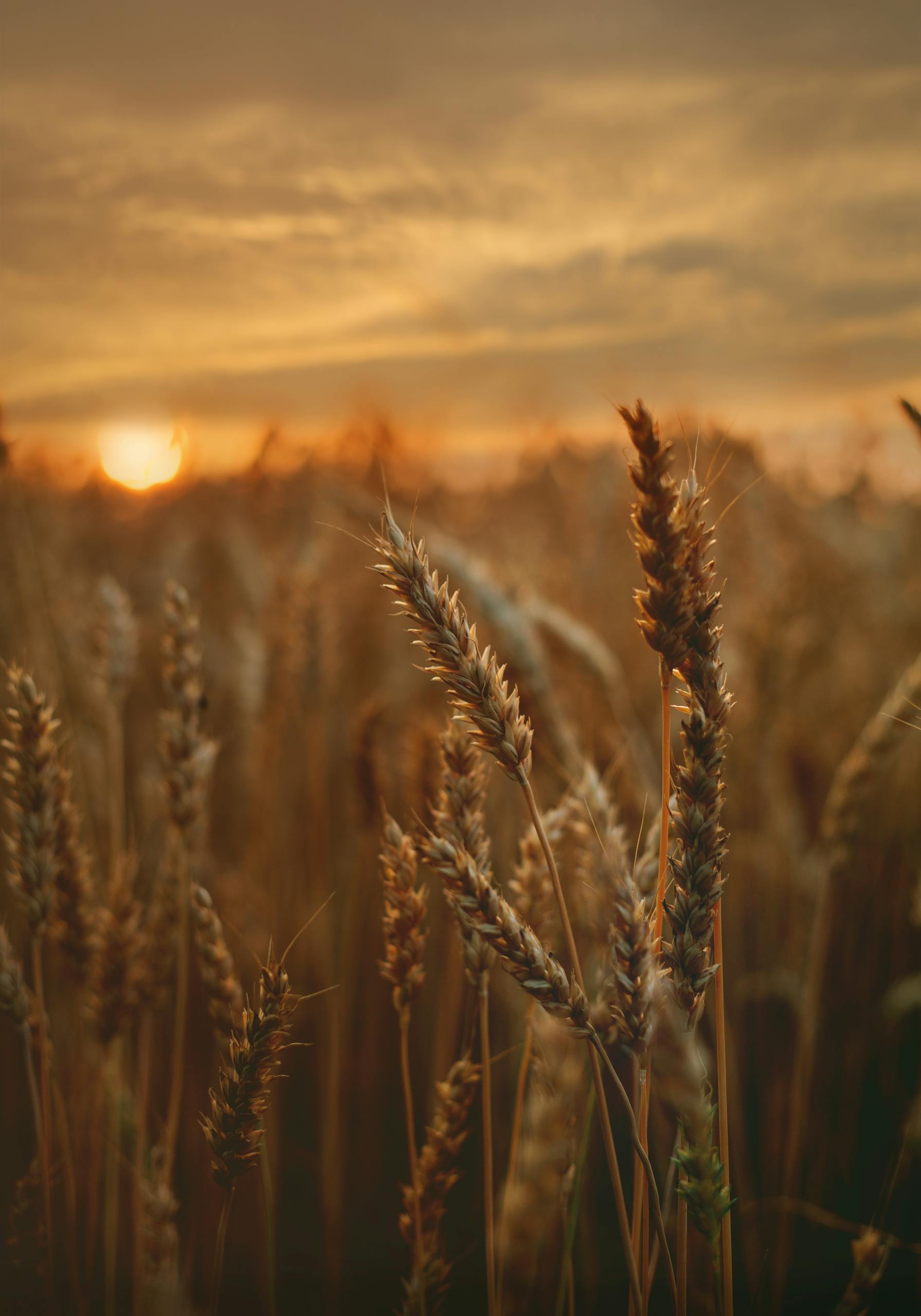 We produce spring and winter barley to tight grain specifications.