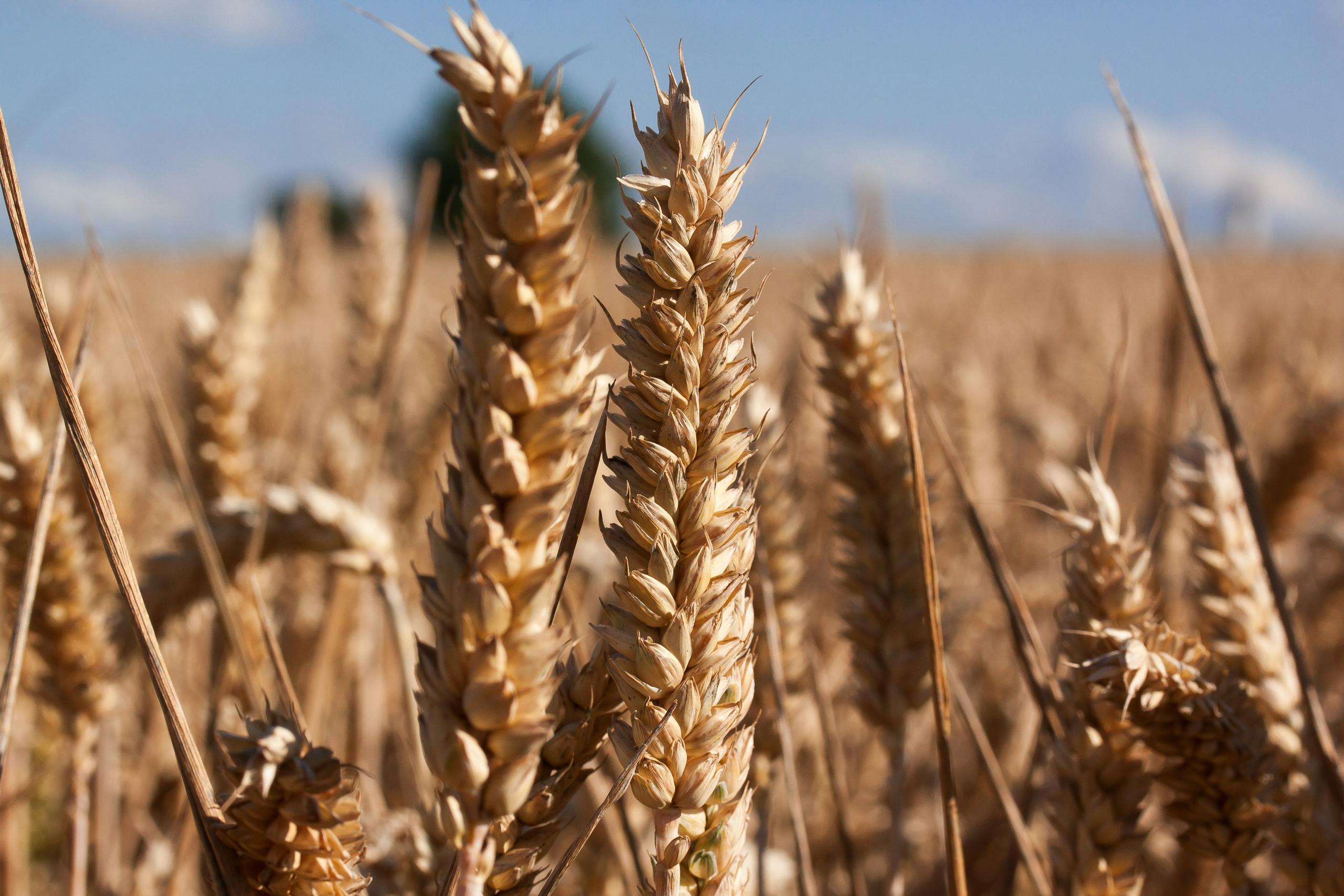 Our wheat is carefully grown in rotation to produce quality grain for milling and straw for bedding.