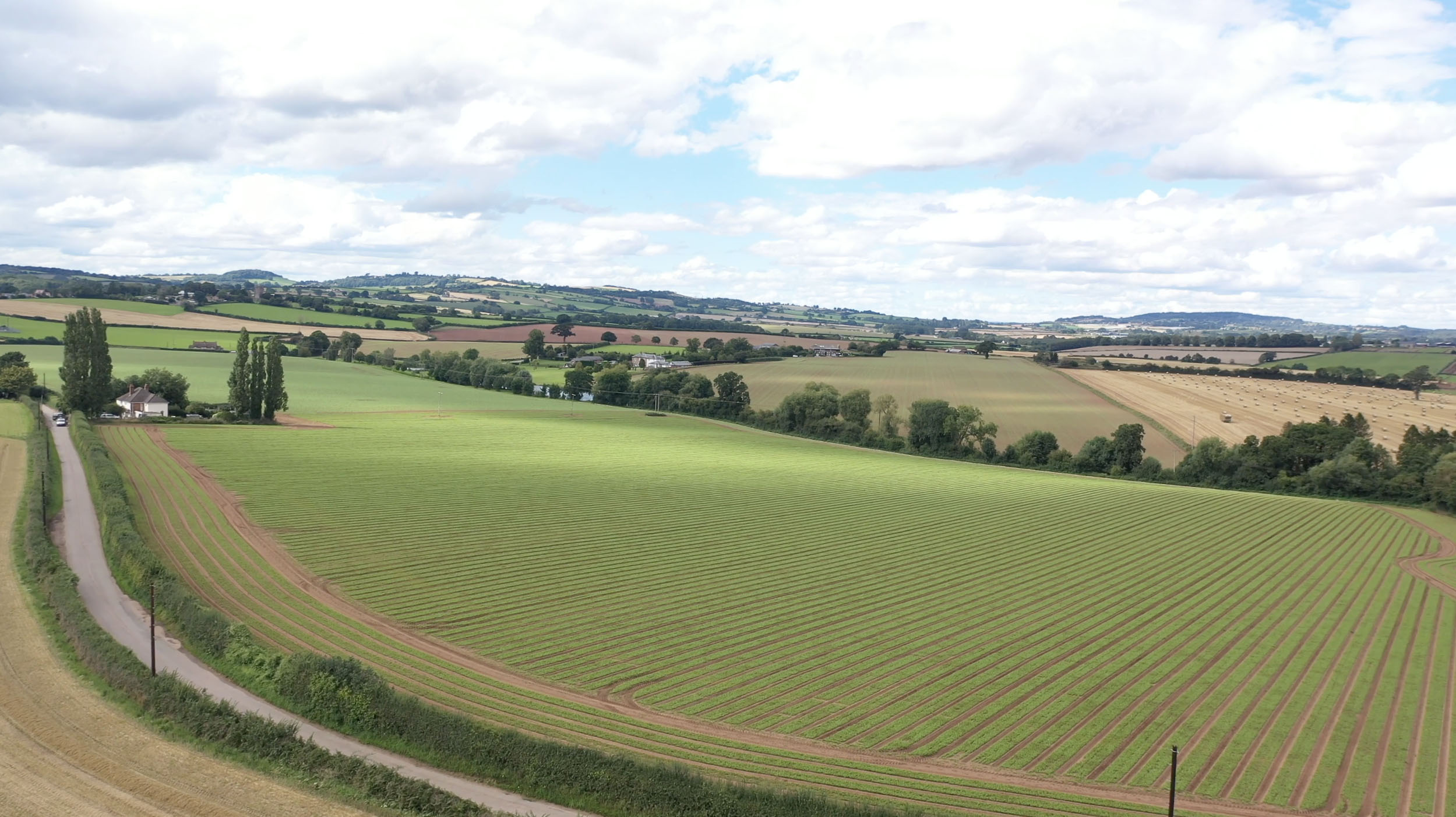 Herefordshire Sugar Beat Grown within a multi-year regenerative plan, our sugar beet supports soil structure, pest management, and organic matter enhancement.