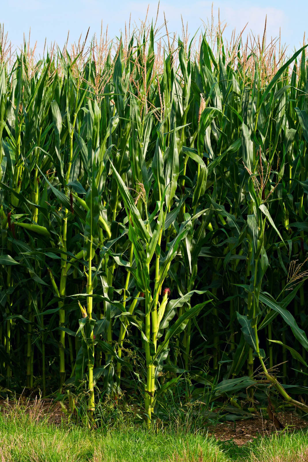 UK grown Maize for Livestock forage and for our anaerobic digestion unit.