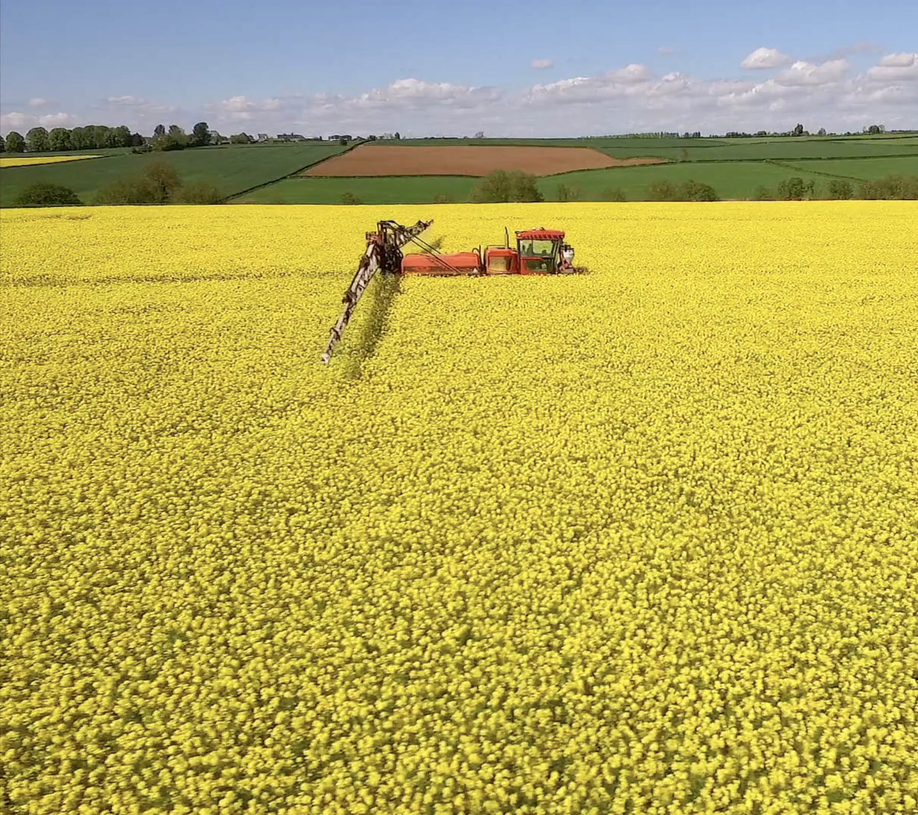 Our oilseed rape is grown for its nutrient-rich seeds, which are pressed for culinary oils and used in livestock feed.