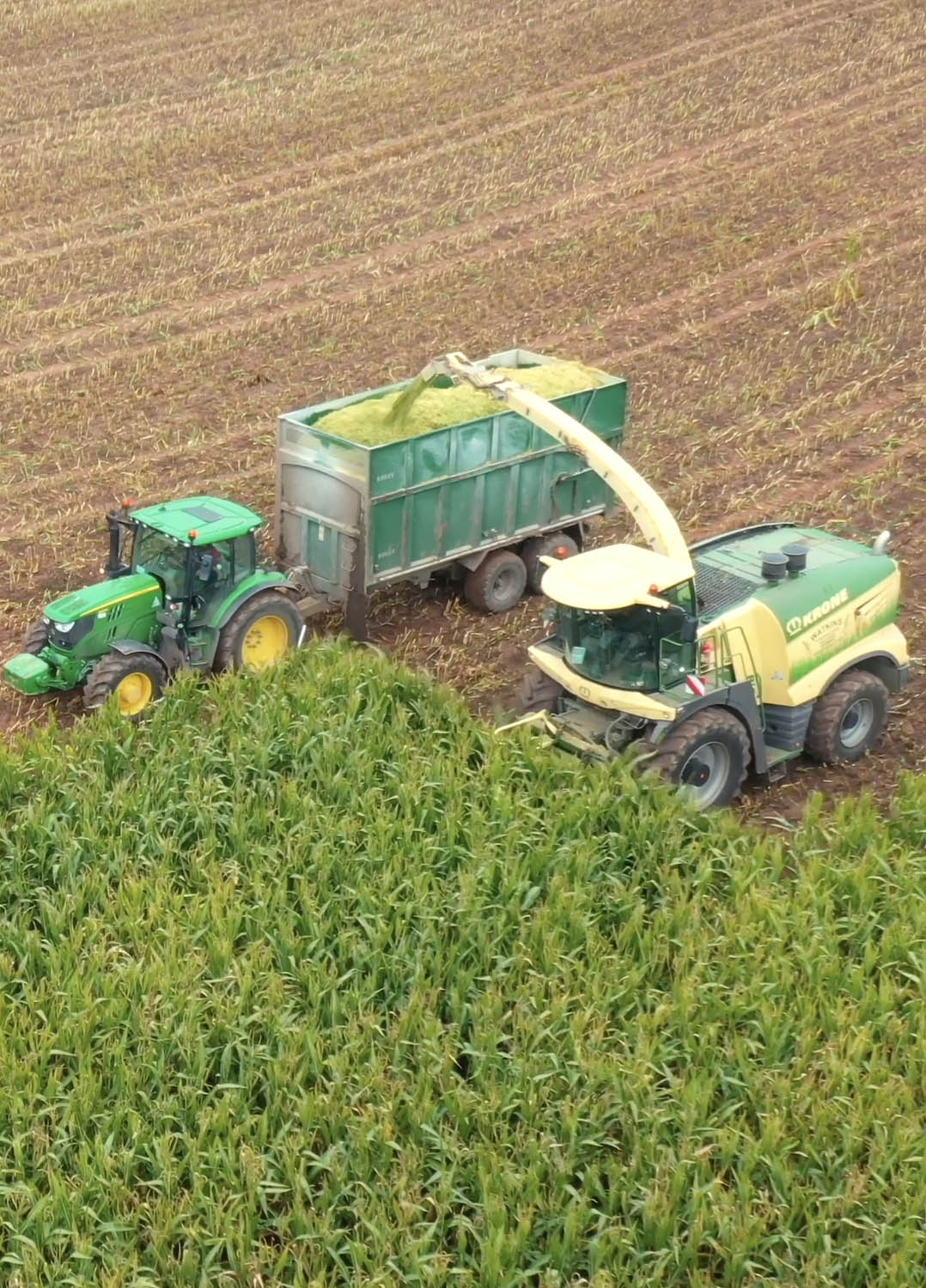 Our maize is used both as livestock forage and as feedstock for our anaerobic digestion unit.
